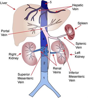 Thrombosis of the Abdominal Veins in Childhood